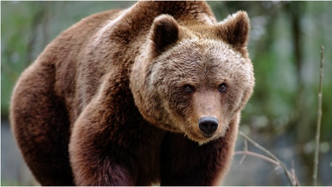 A hunter took down a massive Kodiak bear in Alaska using a pistol. Check out a photo of the bear. (Credit: Getty Images)