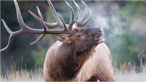 Massive elk charges car. (Credit: Getty Images)