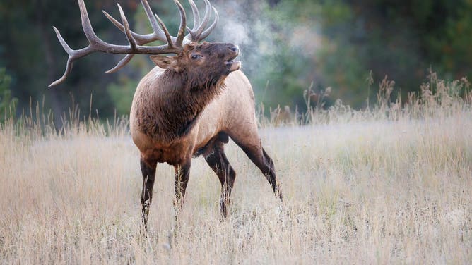 Massive elk charges car. (Credit: Getty Images)