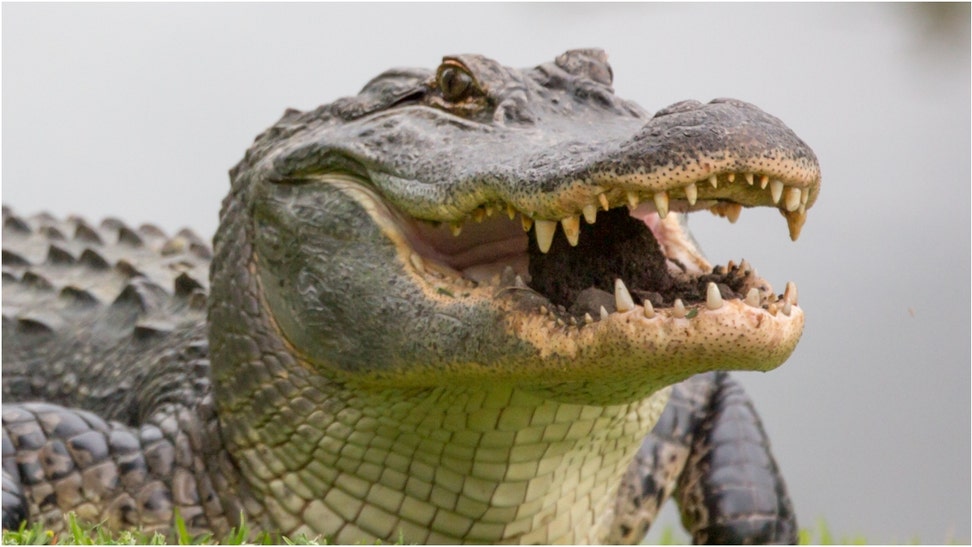 Some bros are going viral after using an alligator to crack open a beer. Watch the incredible video. (Credit: Getty Images)