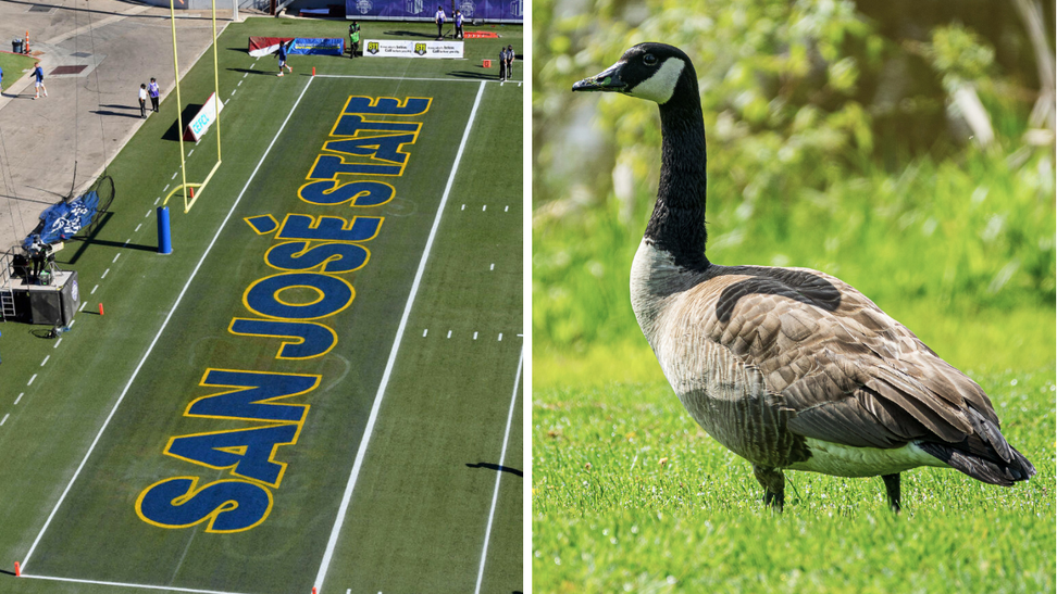 San Jose State Football Finds A Creative Solution To Its Goose Poop Problem