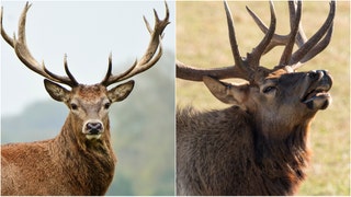 Watch a video of a massive buck fighting an elk and winning. Do bucks usually fight elks? (Credit: Getty Images)