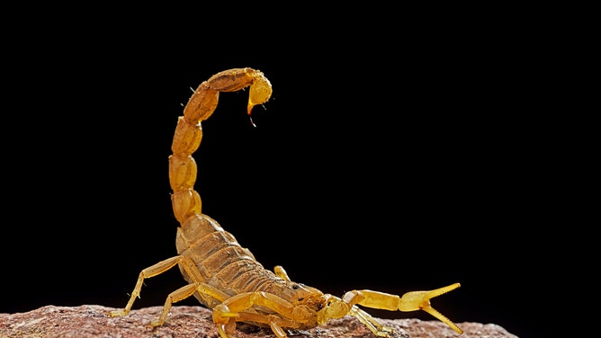 man stung in testicles by scorpion in las vegas