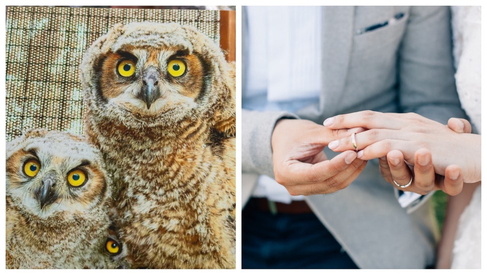 OWL ENGAGEMENT