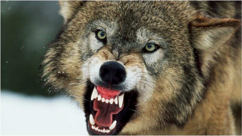 A young hunter in Wisconsin had to shoot a wolf during a terrifying experience. Watch a video of Chase Melton explaining what happened. (Credit: Getty Images Creatives)