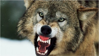 A young hunter in Wisconsin had to shoot a wolf during a terrifying experience. Watch a video of Chase Melton explaining what happened. (Credit: Getty Images Creatives)