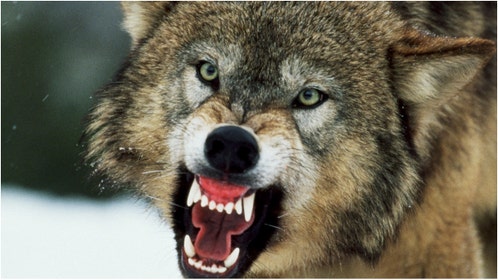 A young hunter in Wisconsin had to shoot a wolf during a terrifying experience. Watch a video of Chase Melton explaining what happened. (Credit: Getty Images Creatives)