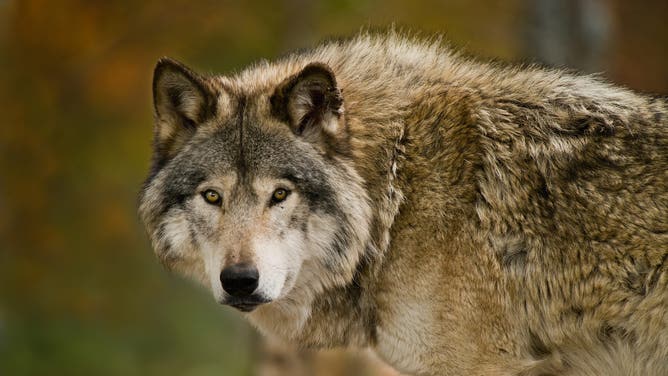 Wisconsin hunter shoots a wolf in the face. (Credit: Getty Images)