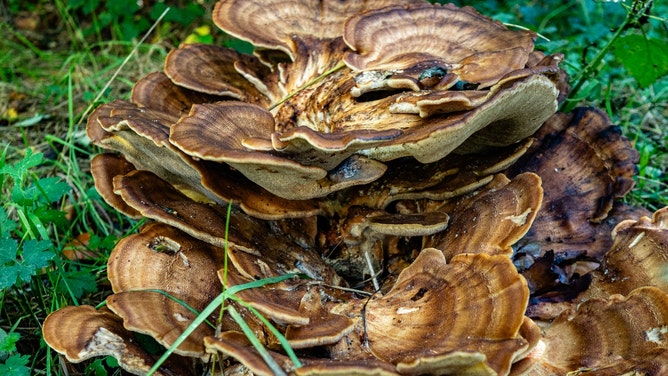 man chops penis off magic mushrooms