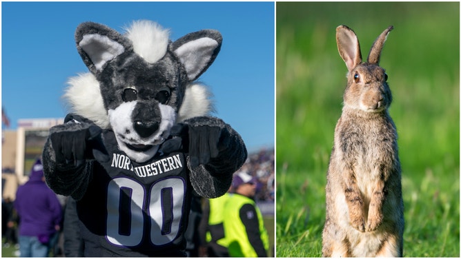 A rabbit had to be chased off the field during the Northwestern-Duke Friday night matchup and one of the mascots played a pivotal role.