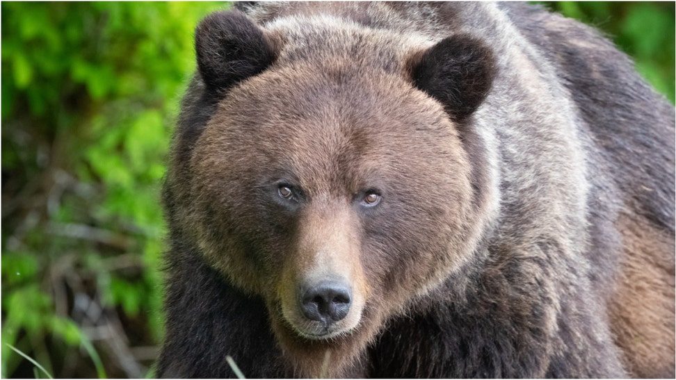 A grizzly bear flipped out on a camera. (Credit: Getty Images)