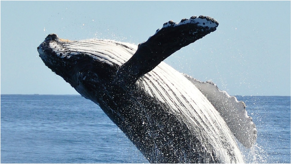 A massive humpback whale crushed a snorkeler in a terrifying video that's going viral. Watch the insane footage. (Credit: Getty Images)