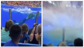 killer whale seaworld san antonio splashes people with poop water