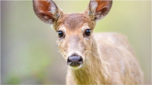 A viral video shows a deer snap at a guy trying to pet it. Watch the video. What are the reactions? (Credit: Getty Images)