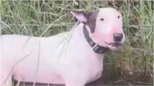 The Florida Highway Patrol rescued a dog tied to a pole during Hurricane Milton. Watch a video of the awesome moment. (Credit: Screenshot/Twitter Video https://x.com/FHPTampa/status/1844036069219574083)