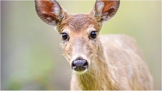 A viral video shows a deer snap at a guy trying to pet it. Watch the video. What are the reactions? (Credit: Getty Images)