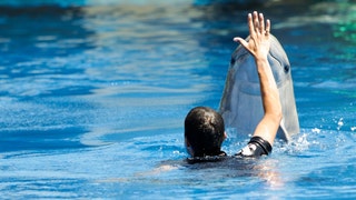 horny dolphin attacks man in japan