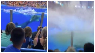 killer whale seaworld san antonio splashes people with poop water