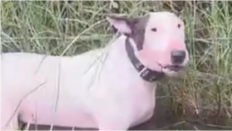 The Florida Highway Patrol rescued a dog tied to a pole during Hurricane Milton. Watch a video of the awesome moment. (Credit: Screenshot/Twitter Video https://x.com/FHPTampa/status/1844036069219574083)