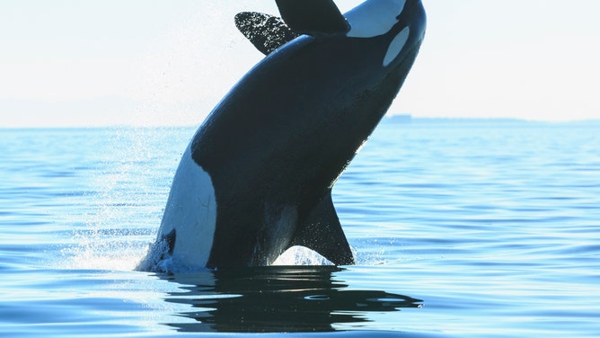 killer whale poop splash seaworld san antonio