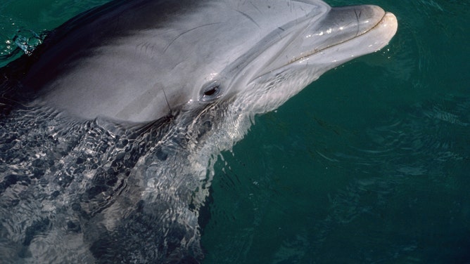 sexually frustrated dolphin attacks man lucky to be alive japan