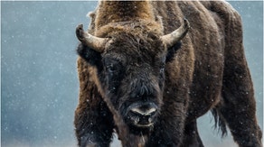 Bison caught on video covered in snow. (Credit: Getty Images)