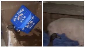 pet pig strawberry drunk