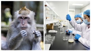 MONKEYS BIOLAB