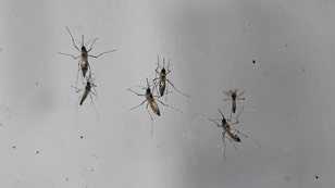 scientists making mosquitoes deaf so they won't have sex