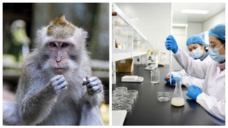 MONKEYS BIOLAB