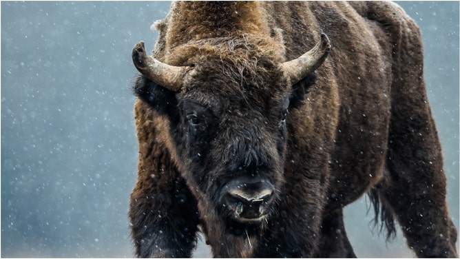 Bison caught on video covered in snow. (Credit: Getty Images)