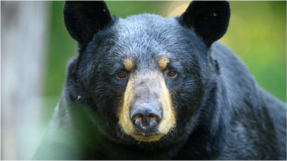 A man went toe-to-toe with a bear in a crazy viral video. Watch the shocking viral footage. (Credit: Getty Images)