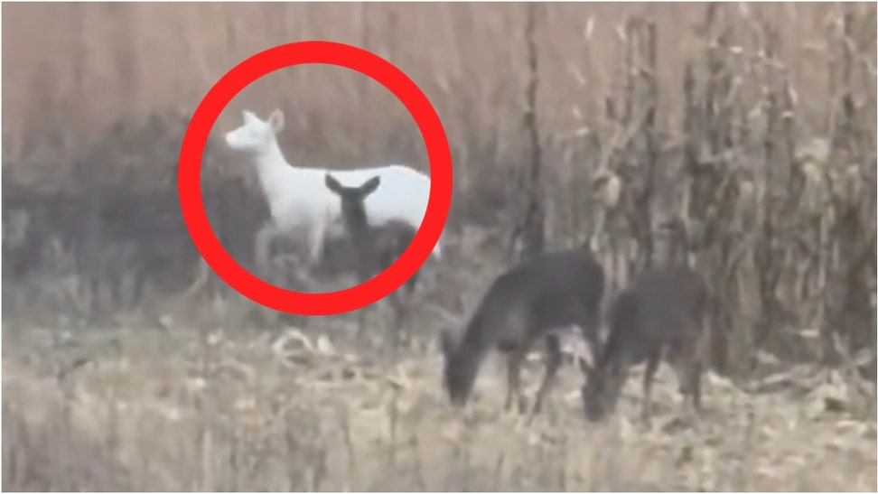 An albino deer was captured on video by a hunter in Wisconsin. Watch the stunning footage. (Credit: Jon Fritsche)