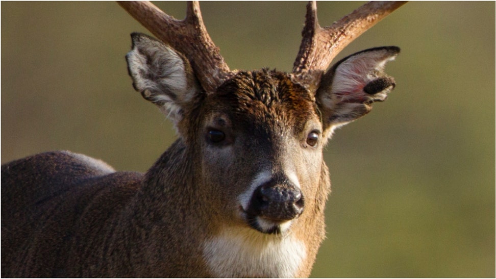 Ohio hunter kills massive buck. (Credit: Getty Images)