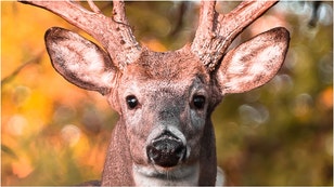 Former MLB player Ben McDonald killed a massive buck. (Credit: Getty Images)