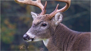 Ohio hunter Christopher J. (“CJ”) Alexander was sentenced to jail after poaching an 18-point buck. What are the details of his sentence?  (Credit: Getty Images)