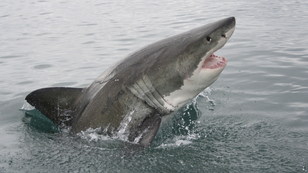 WATCH: Fisherman Reels In 10-Foot Great White Shark On Florida Beach