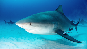 WATCH: Giant Bull Shark Leaps Into 15-Foot Fishing Boat