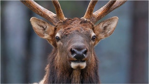 An insane video of an elk in Colorado is going viral. Watch the stunning footage. (Credit: Getty Images)