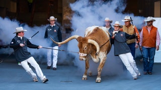 Texas Live Mascot 'Bevo' Banned From College Football Playoff Game