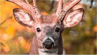 Former MLB player Ben McDonald killed a massive buck. (Credit: Getty Images)