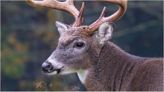 Ohio hunter Christopher J. (“CJ”) Alexander was sentenced to jail after poaching an 18-point buck. What are the details of his sentence?  (Credit: Getty Images)