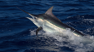 You Won't Believe The Size Of This Blue Marlin Just Caught In Kona, Hawaii