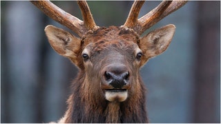 An insane video of an elk in Colorado is going viral. Watch the stunning footage. (Credit: Getty Images)