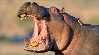 An angry hippo attacked a vehicle. Watch the wild video. (Credit: Getty Images)