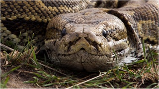 A giant snake was captured on video in Thailand. Watch the shocking video. (Credit: Getty Images)