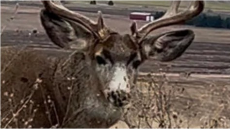 Huge buck photographed in Montana. (Credit: Reddit user Greeniee_Nurse_64 with permission/https://www.reddit.com/r/Montana/comments/1h4419c/just_a_gentleman_out_for_a_morning_stroll/)