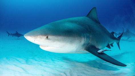 WATCH: Giant Bull Shark Leaps Into 15-Foot Fishing Boat