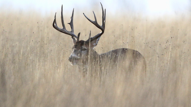 9-Year-Old Girl Gets Her ‘Biggest Buck Ever’ …Only For Its Antlers To Shed Immediately After