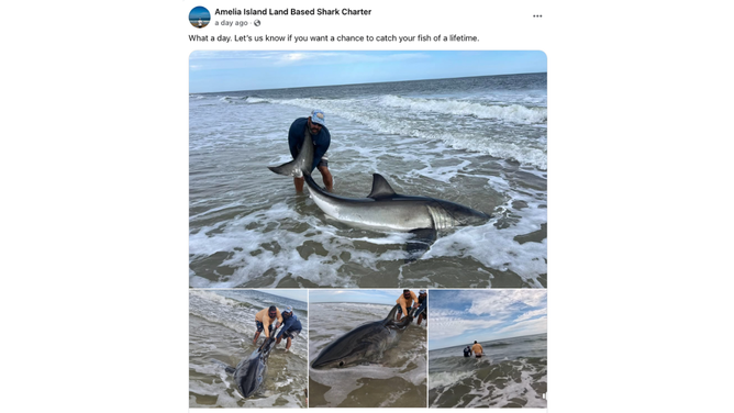 Fisherman Catches 10-Foot Great White Shark Off Florida Beach